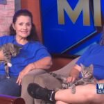 Pets Without Partners: How to Care for a Pet Solo