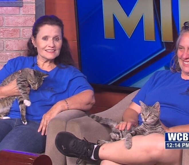 Pets Without Partners: How to Care for a Pet Solo