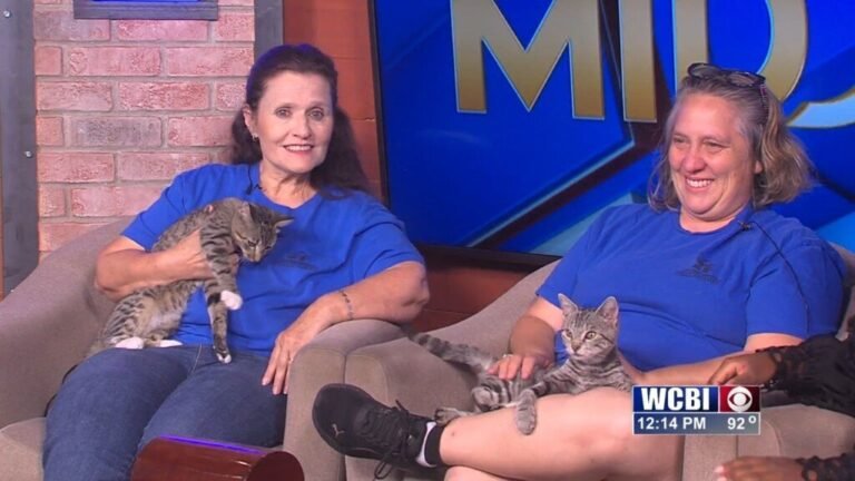 Pets Without Partners: How to Care for a Pet Solo