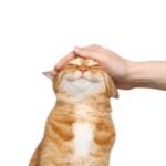 How to Pet Someone: 5 Books That Teach Touch