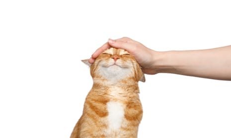 How to Pet Someone: 5 Books That Teach Touch