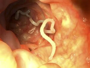 How Pets Get Tapeworms and 5 Best Dewormers