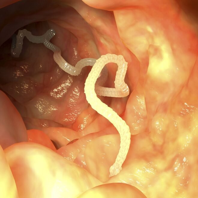 How Pets Get Tapeworms and 5 Best Dewormers