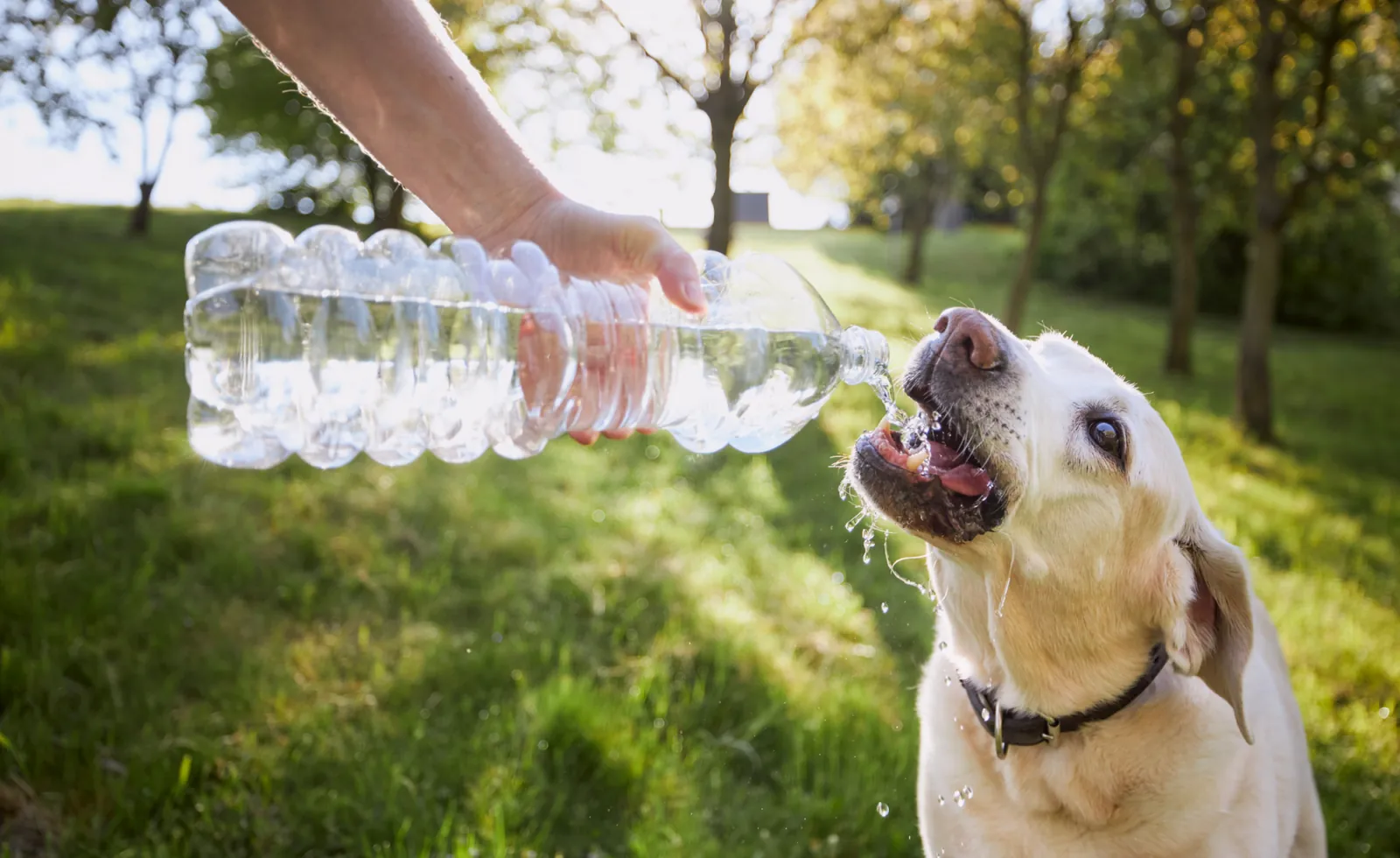 Pet bowl beside filtered water pitcher and bottled water on counter